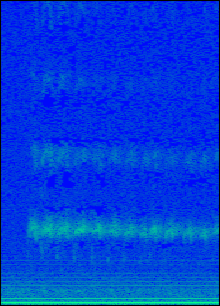 Spectrogram of Black Woodpecker